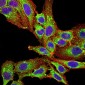 Mouse Monoclonal Antibody to PLD2