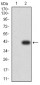 Mouse Monoclonal Antibody to PLD2