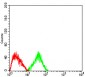 Mouse Monoclonal Antibody to CD2