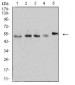 Mouse Monoclonal Antibody to CD2