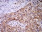 Mouse Monoclonal Antibody to PGRMC1