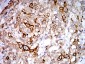 Mouse Monoclonal Antibody to PGRMC1