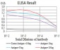 Mouse Monoclonal Antibody to SMAD1