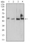 Mouse Monoclonal Antibody to SMAD1