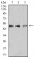 Mouse Monoclonal Antibody to SMAD1