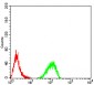Mouse Monoclonal Antibody to TTF1