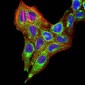 Mouse Monoclonal Antibody to TTF1