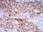 Mouse Monoclonal Antibody to TTF1