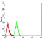 Mouse Monoclonal Antibody to TTF1