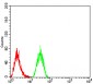 Mouse Monoclonal Antibody to KDM1A