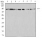 Mouse Monoclonal Antibody to KDM1A