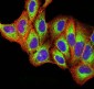 Mouse Monoclonal Antibody to TLR9