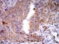 Mouse Monoclonal Antibody to TLR9