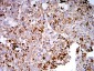 Mouse Monoclonal Antibody to TLR9