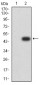 Mouse Monoclonal Antibody to TLR9