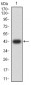 Mouse Monoclonal Antibody to MAPK10