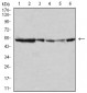 Mouse Monoclonal Antibody to MAPK10