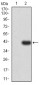 Mouse Monoclonal Antibody to PSMC3