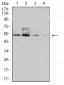 Mouse Monoclonal Antibody to PSMC3