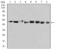 Mouse Monoclonal Antibody to PSMC3