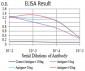 Mouse Monoclonal Antibody to POMC