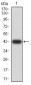 Mouse Monoclonal Antibody to TRAF2
