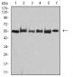 Mouse Monoclonal Antibody to TRAF2