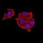 Mouse Monoclonal Antibody to PTPN14