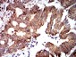Mouse Monoclonal Antibody to PTPN14