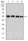 Mouse Monoclonal Antibody to BIN1