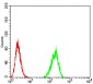 Mouse Monoclonal Antibody to BIN1