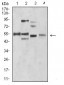 Mouse Monoclonal Antibody to BIN1