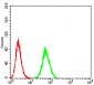 Mouse Monoclonal Antibody to EIF5