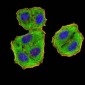 Mouse Monoclonal Antibody to EIF5