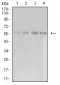 Mouse Monoclonal Antibody to EIF5