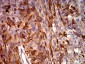 Mouse Monoclonal Antibody to C3C