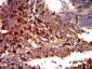 Mouse Monoclonal Antibody to C3C