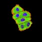 Mouse Monoclonal Antibody to C3C