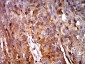 Mouse Monoclonal Antibody to C3C