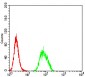 Mouse Monoclonal Antibody to B3GAT1