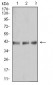 Mouse Monoclonal Antibody to B3GAT1