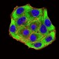 Mouse Monoclonal Antibody to UFD1L