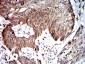 Mouse Monoclonal Antibody to UFD1L