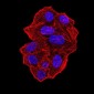 Mouse Monoclonal Antibody to UFD1L