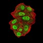 Mouse Monoclonal Antibody to UFD1L