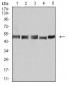 Mouse Monoclonal Antibody to UFD1L