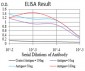 Mouse Monoclonal Antibody to KLF2
