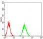 Mouse Monoclonal Antibody to AKT3