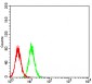 Mouse Monoclonal Antibody to AKT3