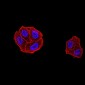 Mouse Monoclonal Antibody to DDX1